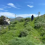 Holiday Green